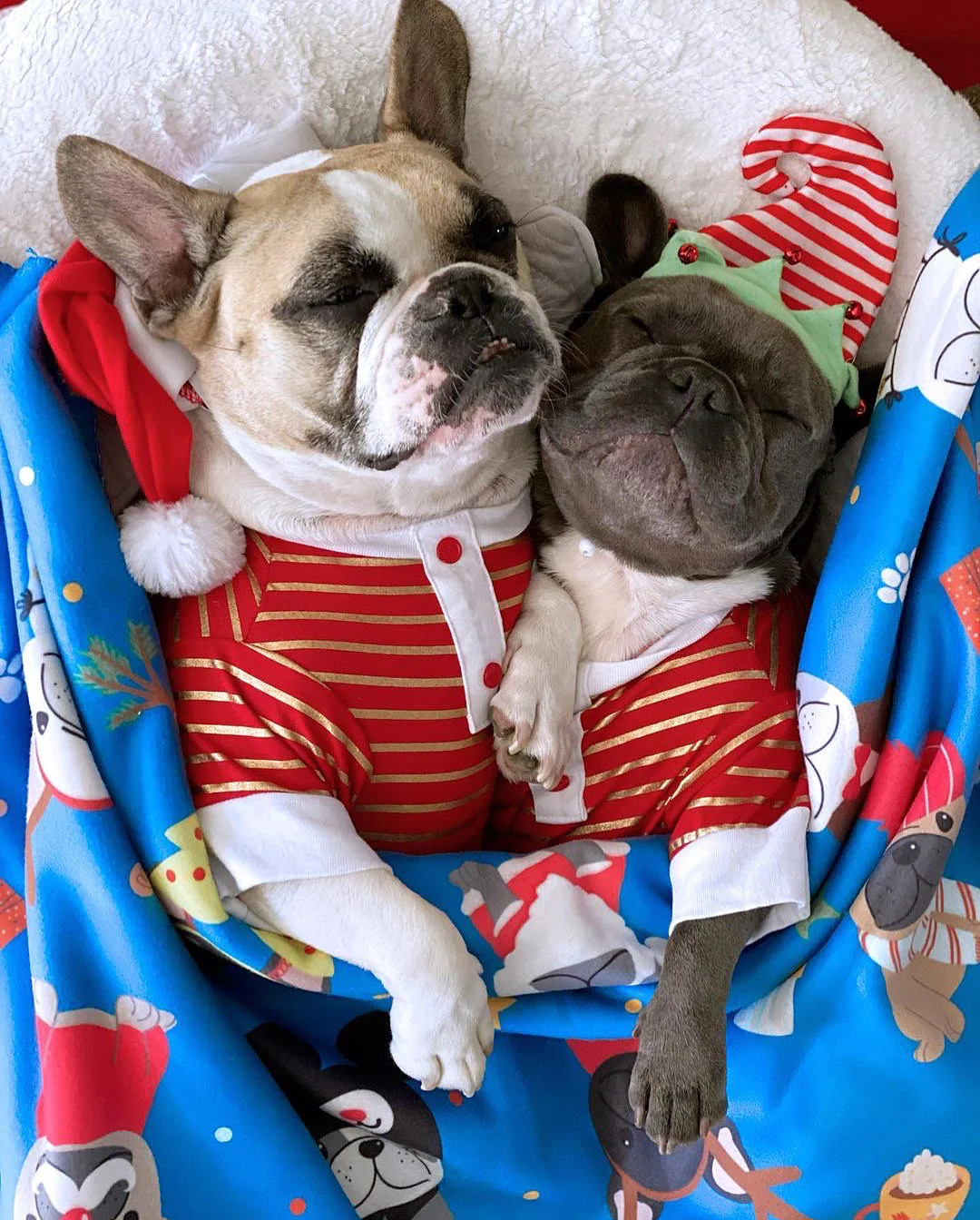 Frenchie blankets outlet